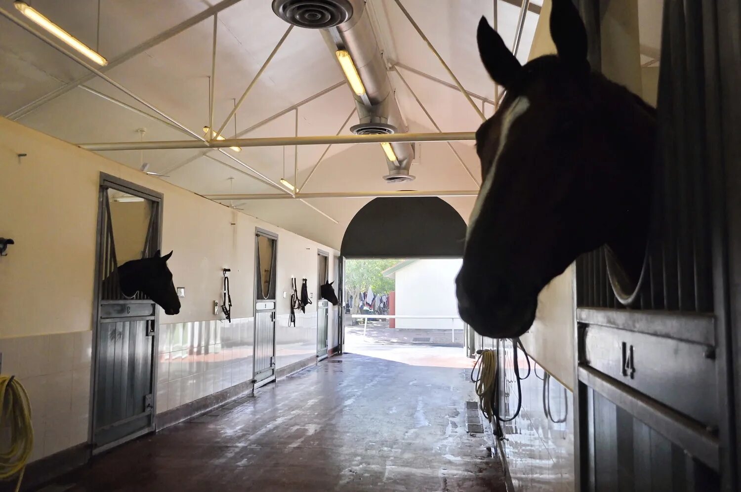 Конюшни шейха в дубае. Конюшня в дубае. Конюшня al jihad. Золотые конюшни дубая. Конюшня в арабских эмиратах.