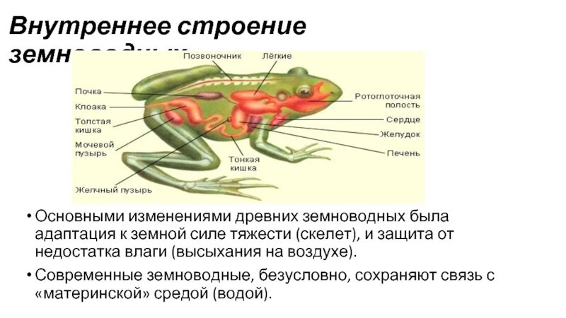 Таблица земноводных 8 класс. Внутреннее строение земноводных. Внутреннее строение амфибий. Внешнее и внутренне строение земноводных. Внутреннее строение земноводных таблица.