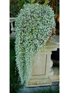 i?id=b66a4462f2e9c8041aa10495a426d2abb588190e-4080782-images-thumbs&n=13