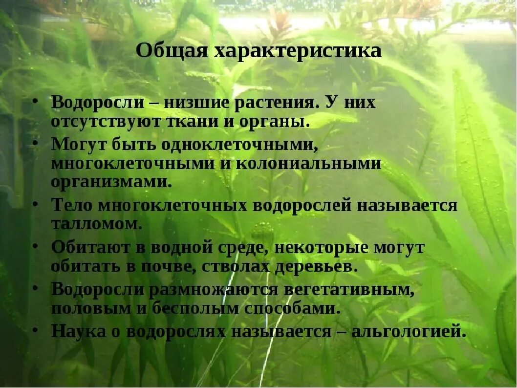 Характеристика классов водорослей. Общая характеристика водорослей. Характеристика низших растений. Основная характеристика водорослей. Низшие растения характеристика.