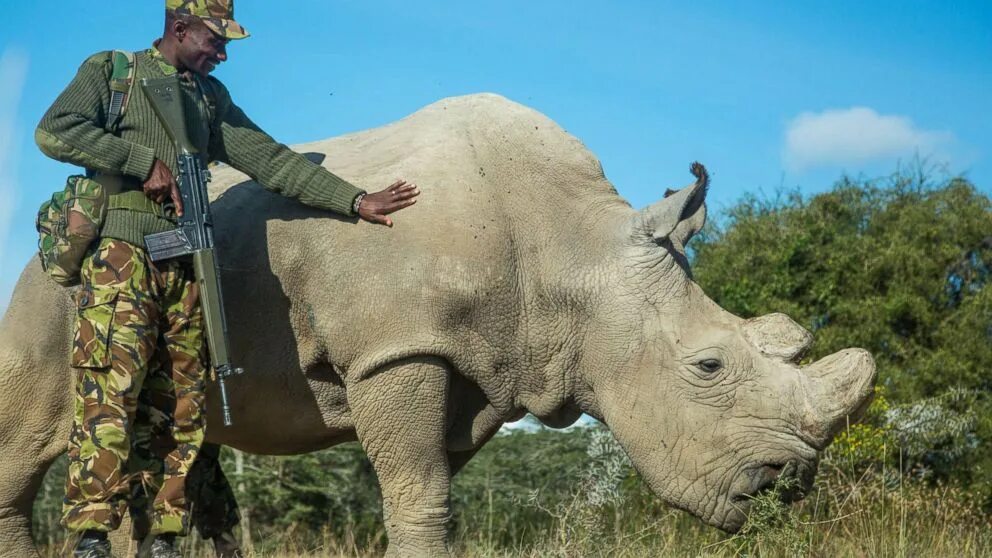 Северный белый носорог вымер. Северный белый носорог охрана. Северный белый носорог Судан. Белый носорог Северный браконьерство.