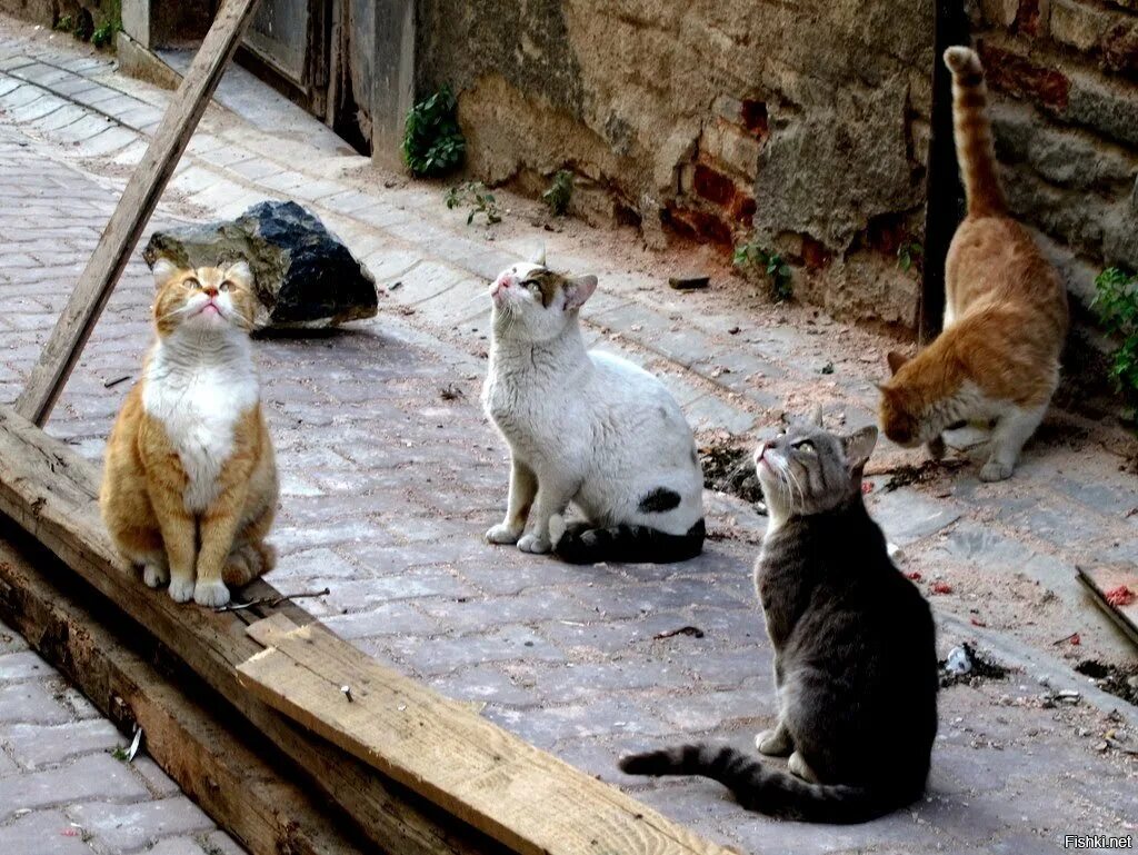 Turkey cats. Стамбул город кошек. Город кошек. Турецкие кошки уличные. Город кошек в Турции.