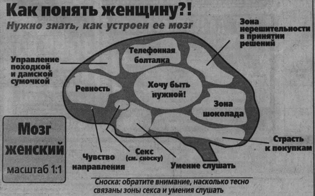 Мозг мужчины и мозг женщины. Мужской мозг. Мозг прикольный. Мужской мозг женский мозг приколы.