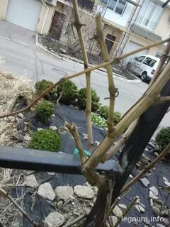 Почему плачет виноград весной обрезанный