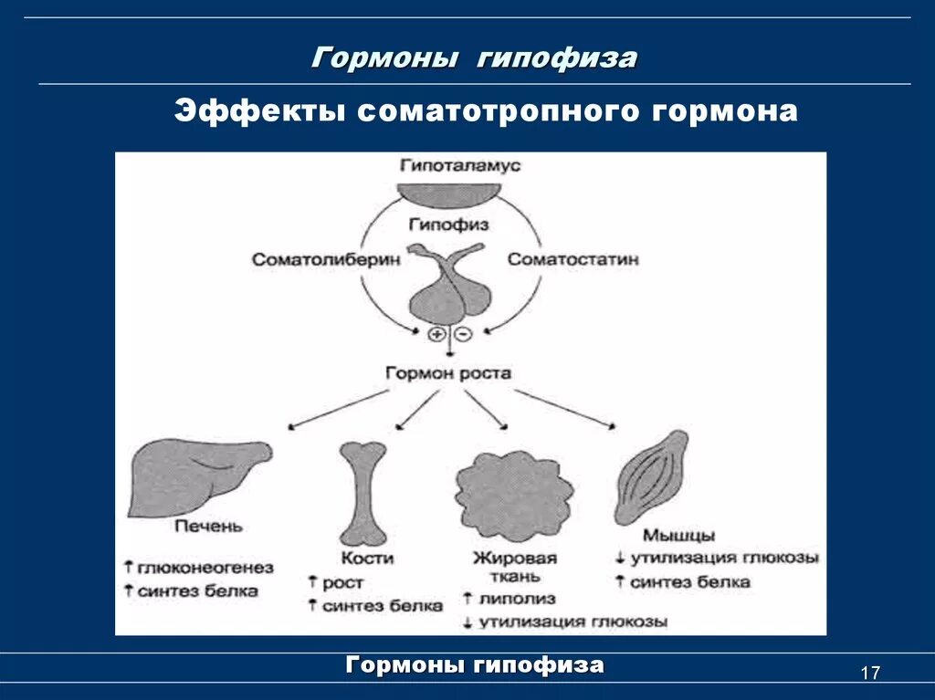 Гормоны гипофиза анализы. Гормоны гипофиза таблица. Гормоны гипофиза и гипоталамуса таблица. Гормоны гипофиза биология. Гормоны гипофиза и их патологии.