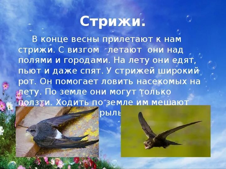 Стрижи текст 4 класс