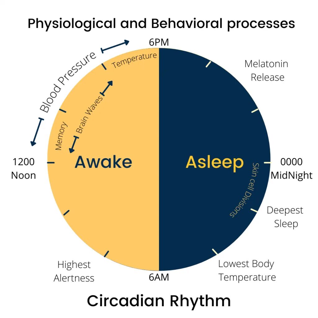 Circadian rhythm drake. Circadian rhythm drake. Circadian rhythm drake. Circadian rhythm. Circadian rhythm drake.