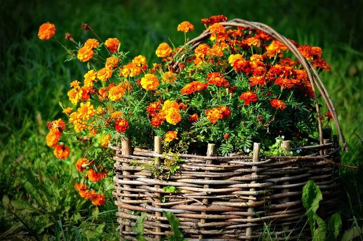 Pin on Garden makeover