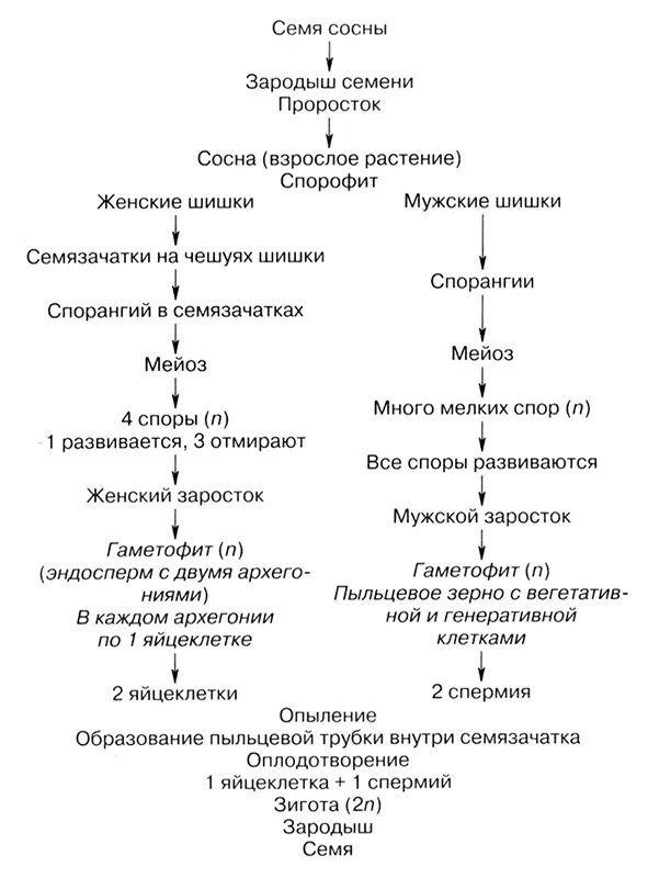 Цикл голосеменных растений схема. Цикл развития голосеменных схема. Цикл размножения голосеменных растений ЕГЭ. Цикл развития голосеменных растений схема.