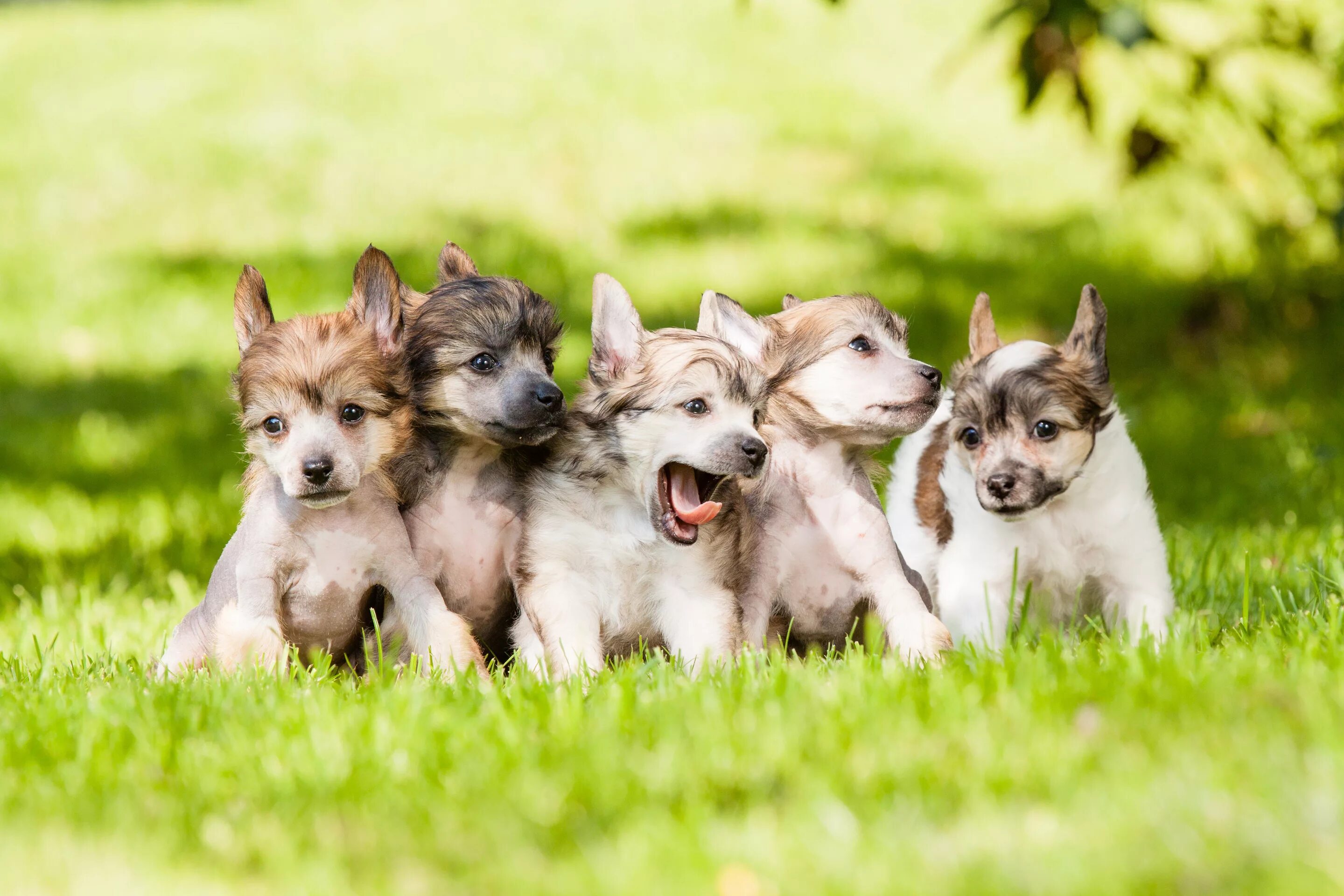 3 animals dogs. Обои на рабочий стол собаки. Обои на рабочий стол щенки. Щинк. Заставка на рабочий стол щенки.