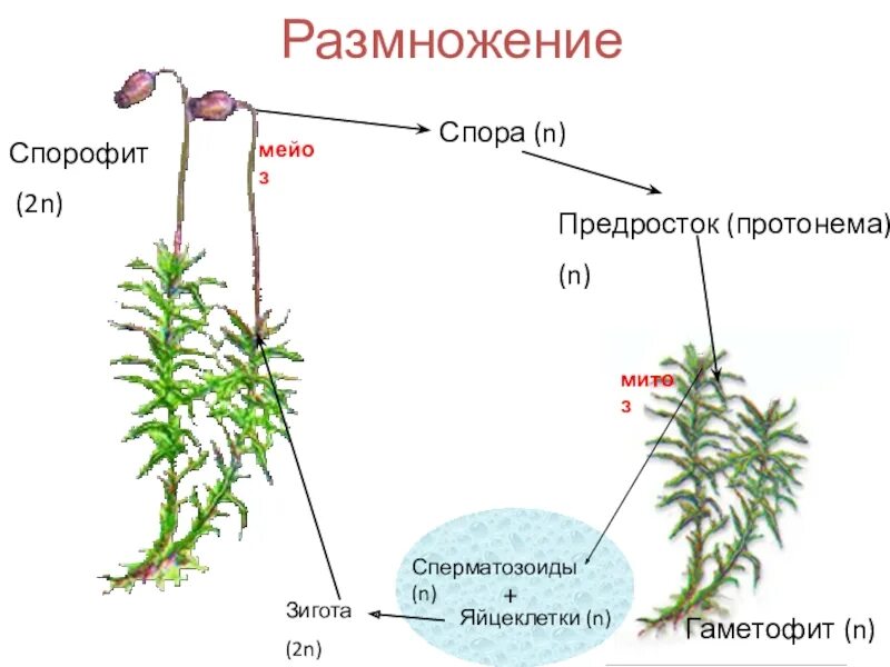 Протонема у папоротников. Кукушкин лен гаметофит. Спорофит Кукушкина льна. Протонема сфагнума. Мох сфагнум гаметофит