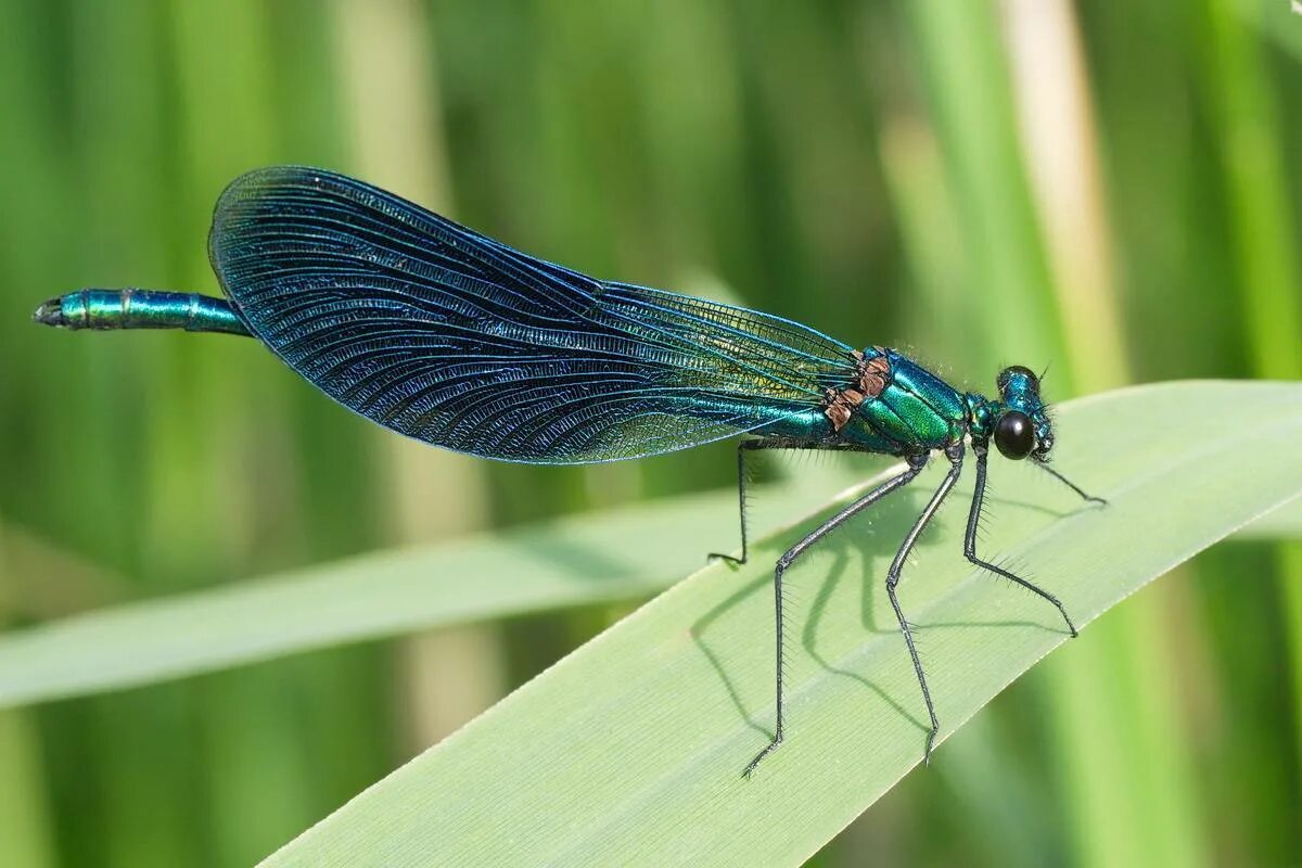 Стрекоза Calopteryx Virgo. Красотка блестящая (Calopteryx splendens). Стрекоза Радужница. Calopteryx splendens самка.