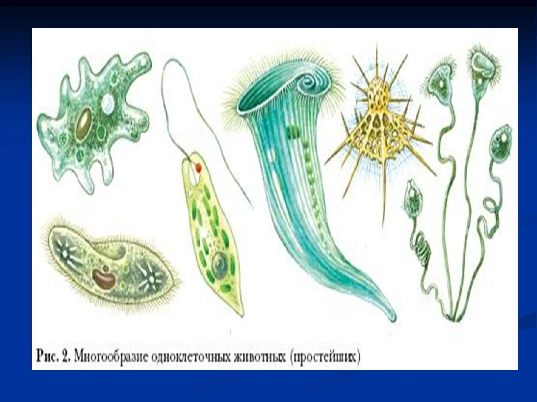 Сколько простейших известно. Одноклеточные животные. Одноклеточные организмы. Разнообразие простейших. Одноклеточные простейшие.