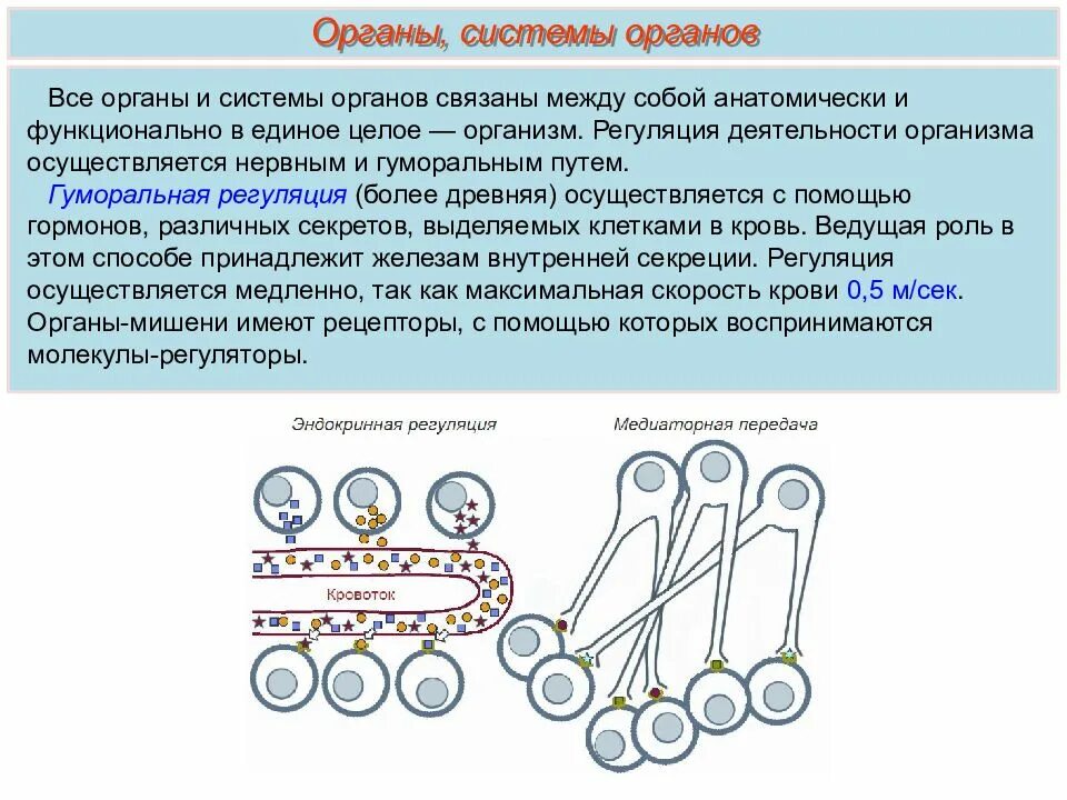 Взаимосвязь органов и систем органов. Система органов анатомия. Перечисли органы кровообращения:. Система органов кровообращения состоит. Взаимосвязь систем органов.