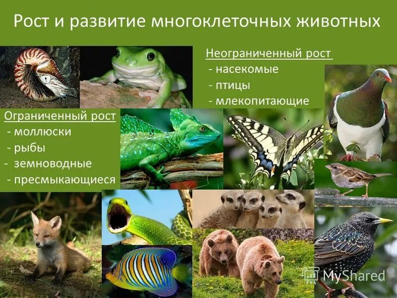 Жираф рост. 3 рост животных. Стадии роста и развития животных. Жираф по сравнению с человеком. Развитие живых организмов.