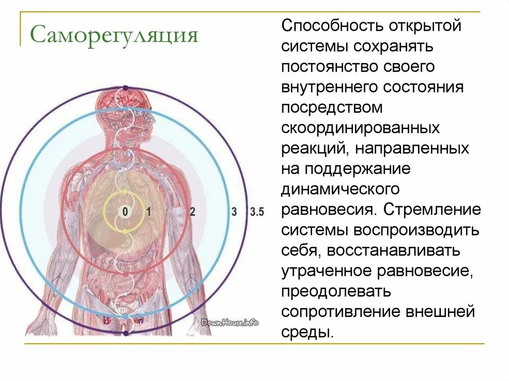 Механизмы саморегуляции организма. Саморегуляция живых организмов. Саморегуляция системы. Саморегуляция человеческого организма. Способность любого организма