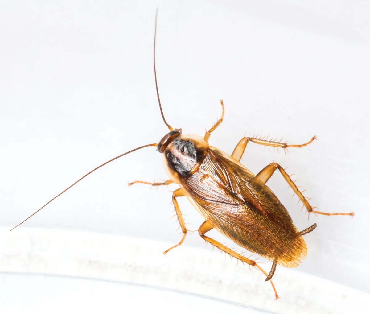 Рыжий таракан дома. Рыжий таракан blattella germanica. рыжий таракан, или прусак - blattella germanica. blattella germanica нимфы. светло рыжий таракан.