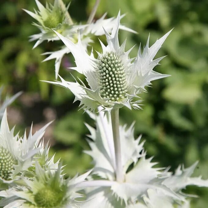 Синеголовник (eryngium) вильмотт. Sea holly. Синеголовник альпийский. Sea holly. Синеголовник плосколистный.