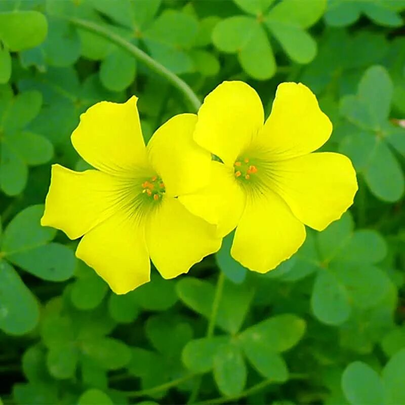 Козья Кислица. Кислица оксалис. Oxalis Sternorrhyncha Кислица. Oxalis PES-caprae. Contain plants