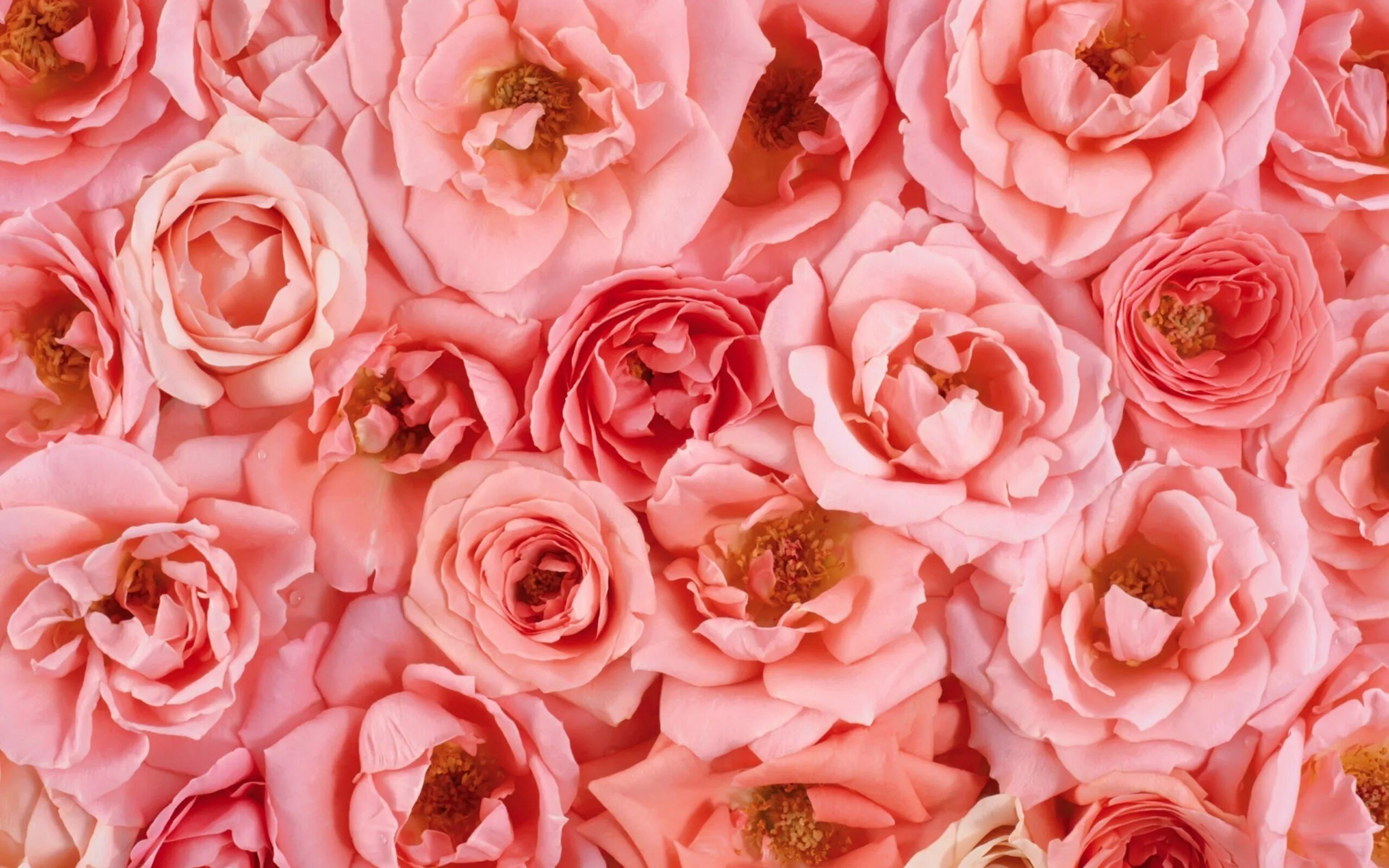 Фон розочки. Розовые цветы. Цветочный фон.