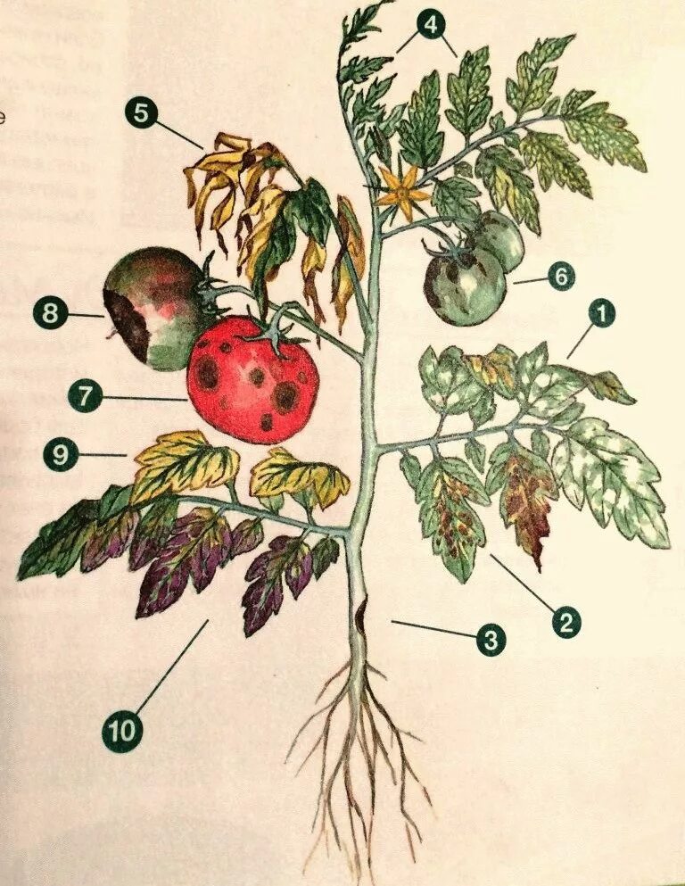 Болезни помидор описание с фотографиями. Антракноз плодов томатов. Мучнистая роса на томатах. Корневой болезни помидора. Грибные заболевания томатов.