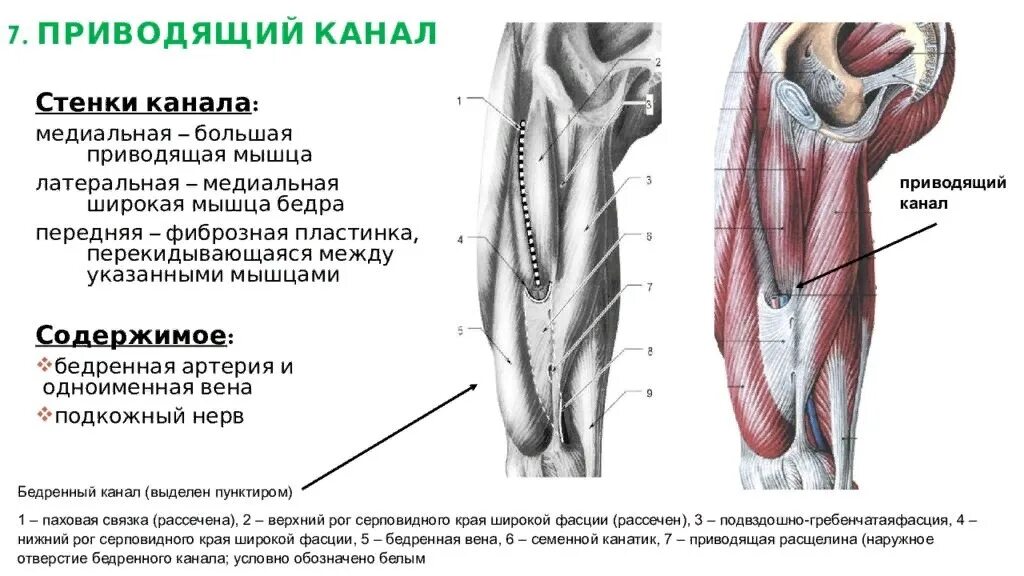 Бедренно подколенный канал анатомия. Приводящий канал – Canalis adductorius. Стенки приводящего канала (Canalis adductorius) образуют. Canalis adductorius анатомия.