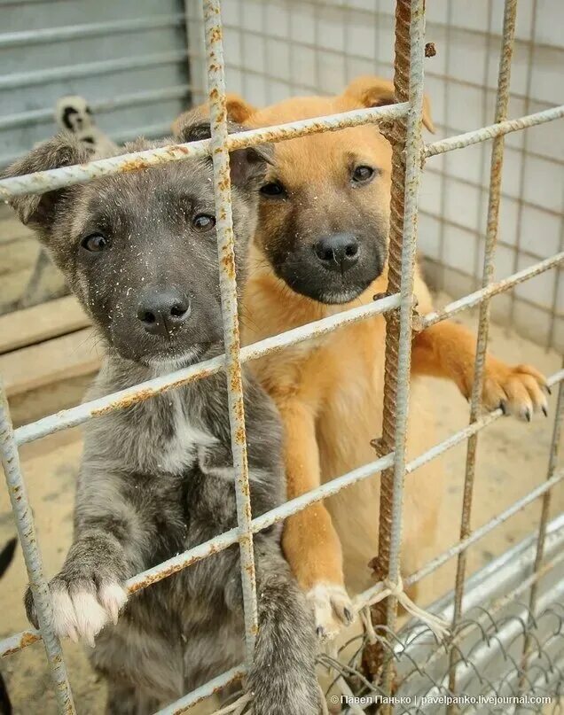 Приют для собак в санкт-петербурге. Приют для собак в нижнем новгороде сострадание. Приют для бездомных собак в москве. Приют для бездомных собак в москве. Приют для собак печатники.