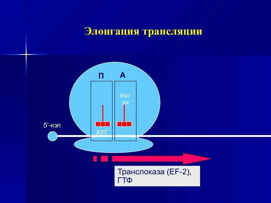 Мета трансляция. Элонгация трансляции. Трансляция схема инициация элонгация терминация. Элонгация химия. ГТФ трансляция.