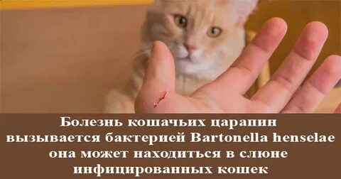 Симптом кошачьей царапины