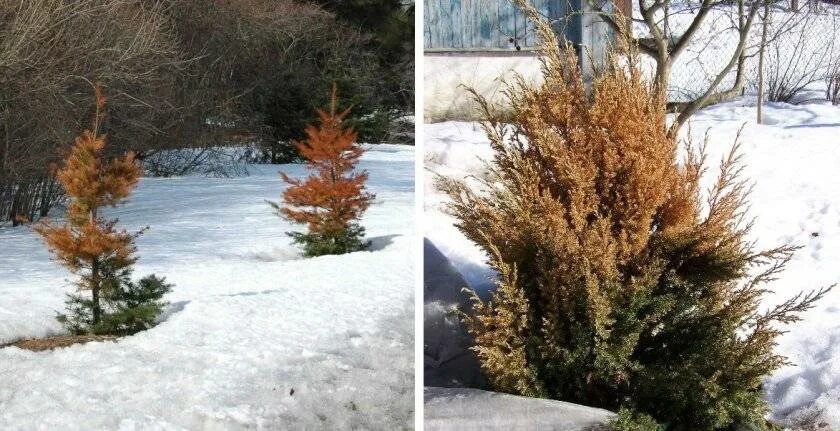 Туи пожелтели после зимы. Пожелтение хвои туи. Ель Коника ожоги. Солнечный ожог туи. Побурение хвои туи после зимы.