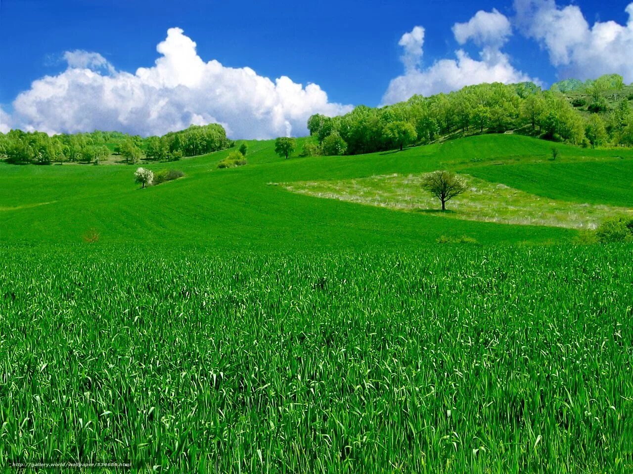 Поставь зеленое поле. Зеленое поле. Зеленая природа. Поле зелень. Красивое зеленое поле.