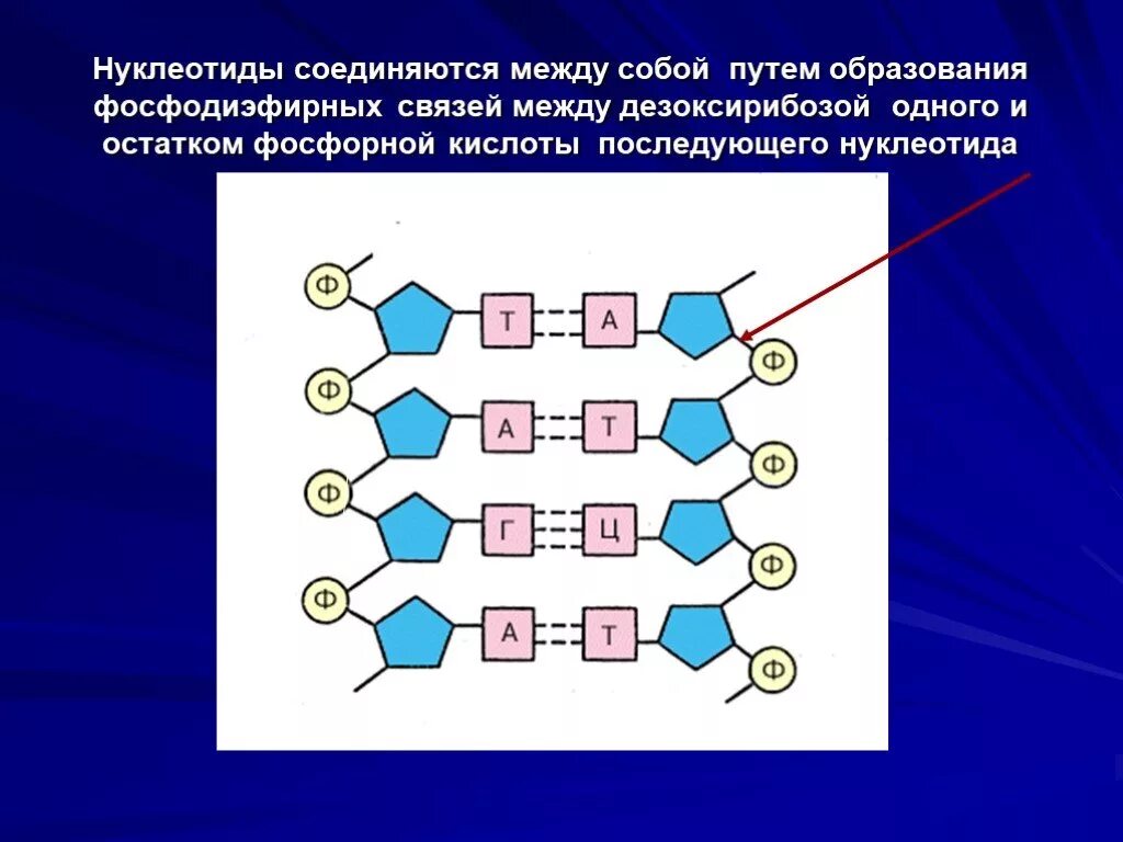 Буквы нуклеотидов. Нуклеотид в цепи ДНК. ДНК цепочка нуклеотидов. Нуклеотиды соединяются между собой. Соединение между нуклеотидами.