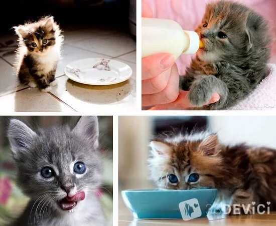 Котенок уход и содержание. Котенок уход и содержание