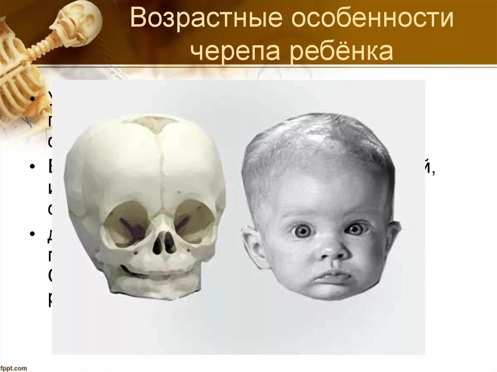 Череп малыша. Строение черепа младенца. Строение костей черепа ребенка.