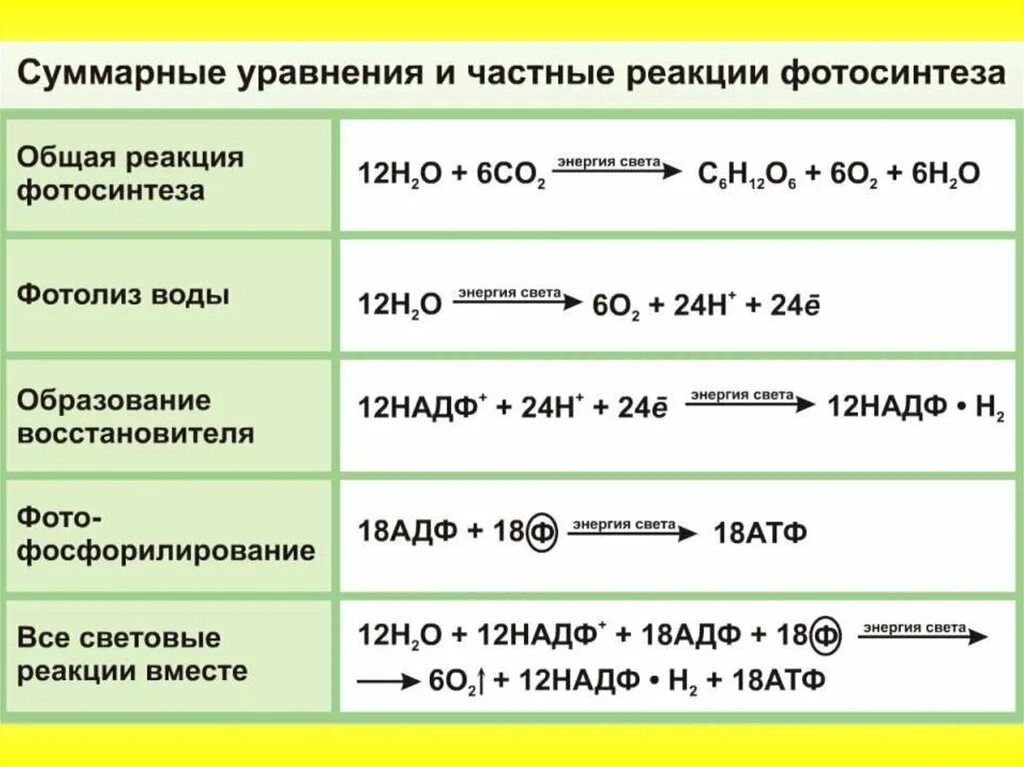 Таблица реакции фотосинтеза. Общая формула Темновой фазы фотосинтеза. Уравнение реакции световой фазы фотосинтеза. Суммарное уравнение фазы световой фазы фотосинтеза. Формула Темновой фазы фотосинтеза.