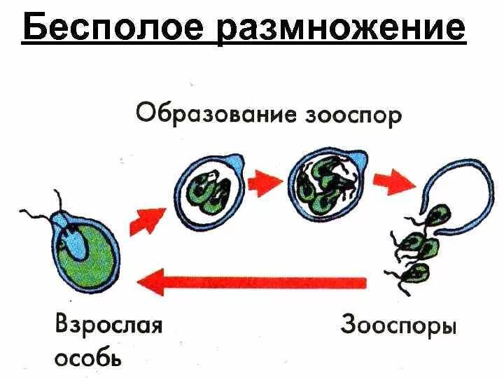 Отличия бесполого размножения