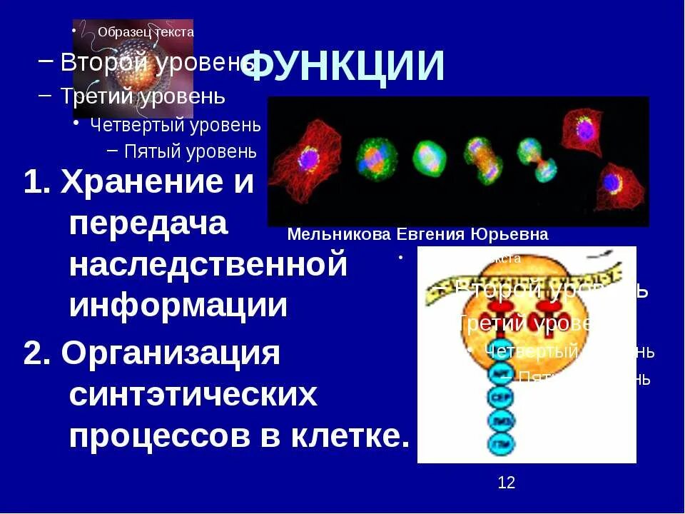 Хранящей генетическую информацию. Функция хранения и передачи наследственной информации.