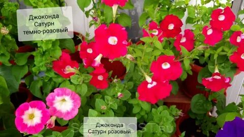 Джоконда розовая