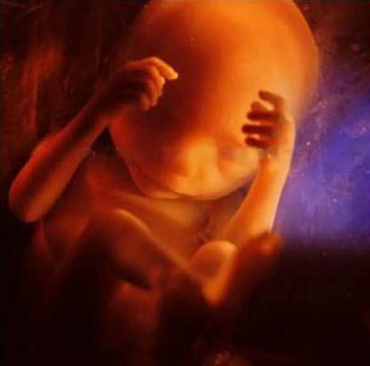 Притча про младенцев в утробе. Ребенок 24 недели беременности в утробе. Малыш в 24 недели беременности утробе. Леннарт Нильсон снимки в утробе. 24 Неделя беременности фото плода.