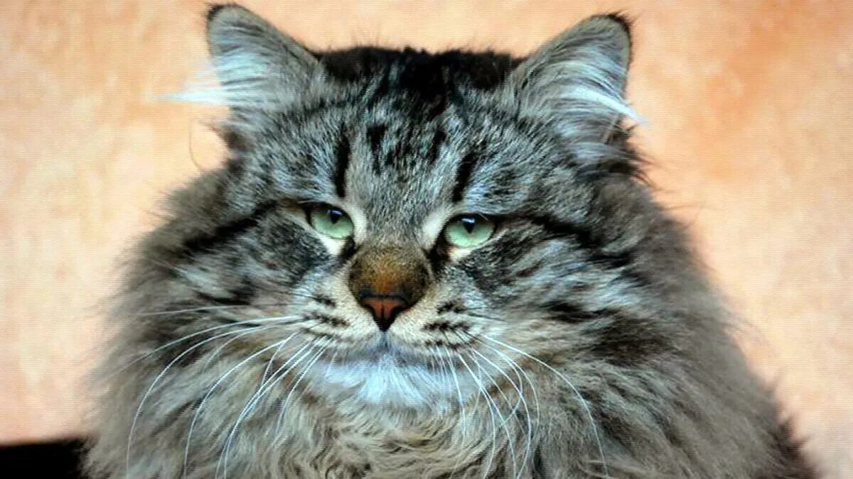 Фенотип Сибирского кота. Сибирский кот гладкий. Сибирский красавец. Голова сибирской кошки