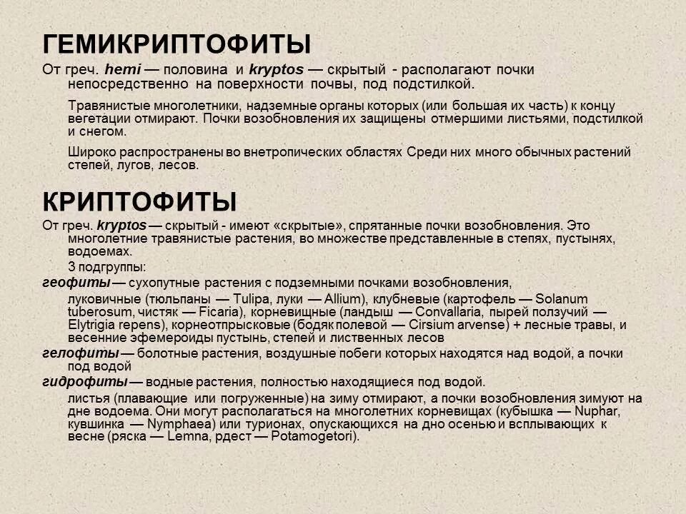 Гемикриптофиты это. Гемикриптофиты. гемикриптофиты это растения. гемикриптофиты примеры растений. гемикриптофиты это в экологии.
