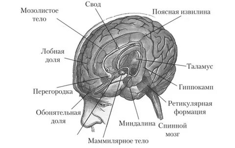 Функции мозолистого тела