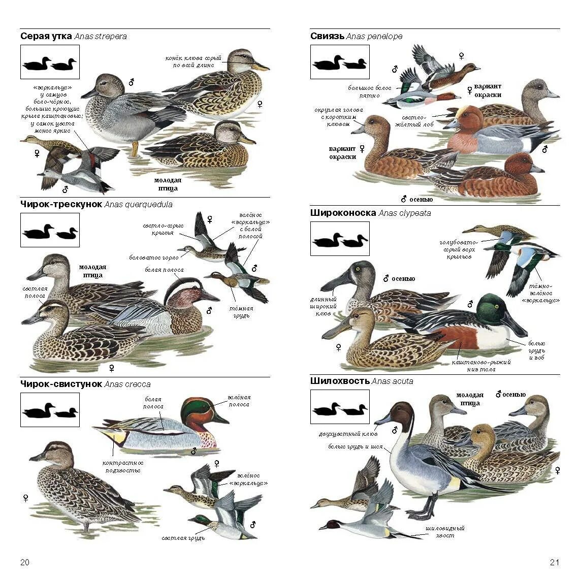 Утка кряква перелётная птица. Кряква селезень. Чирки утки. Внешний вид утки описание. Серая утка (mareca strepera).
