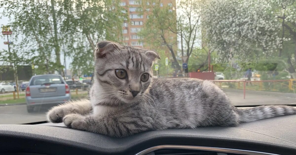 Кошка ездит. Кот в машине. Кошачья машина. Селфи коты с машиной. Селфи кота на фоне машины.