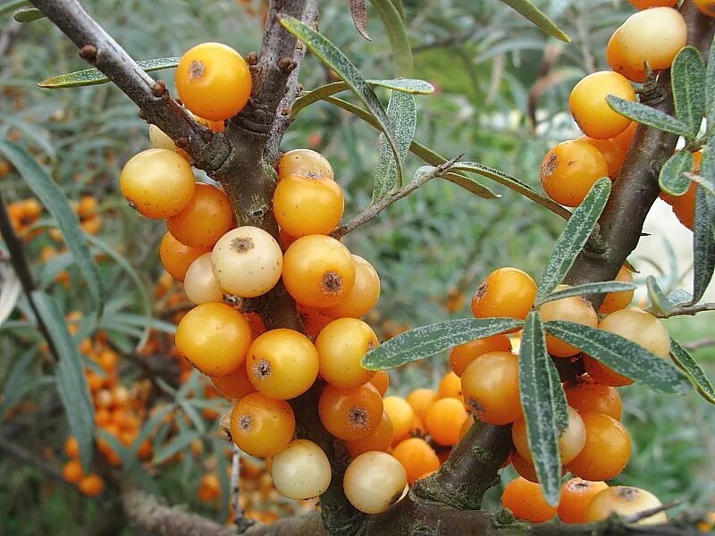 Отличие облепихи женского. Облепиха иволистная. Облепиха Гном. Hippophae rhamnoides. Облепиха двудомное.