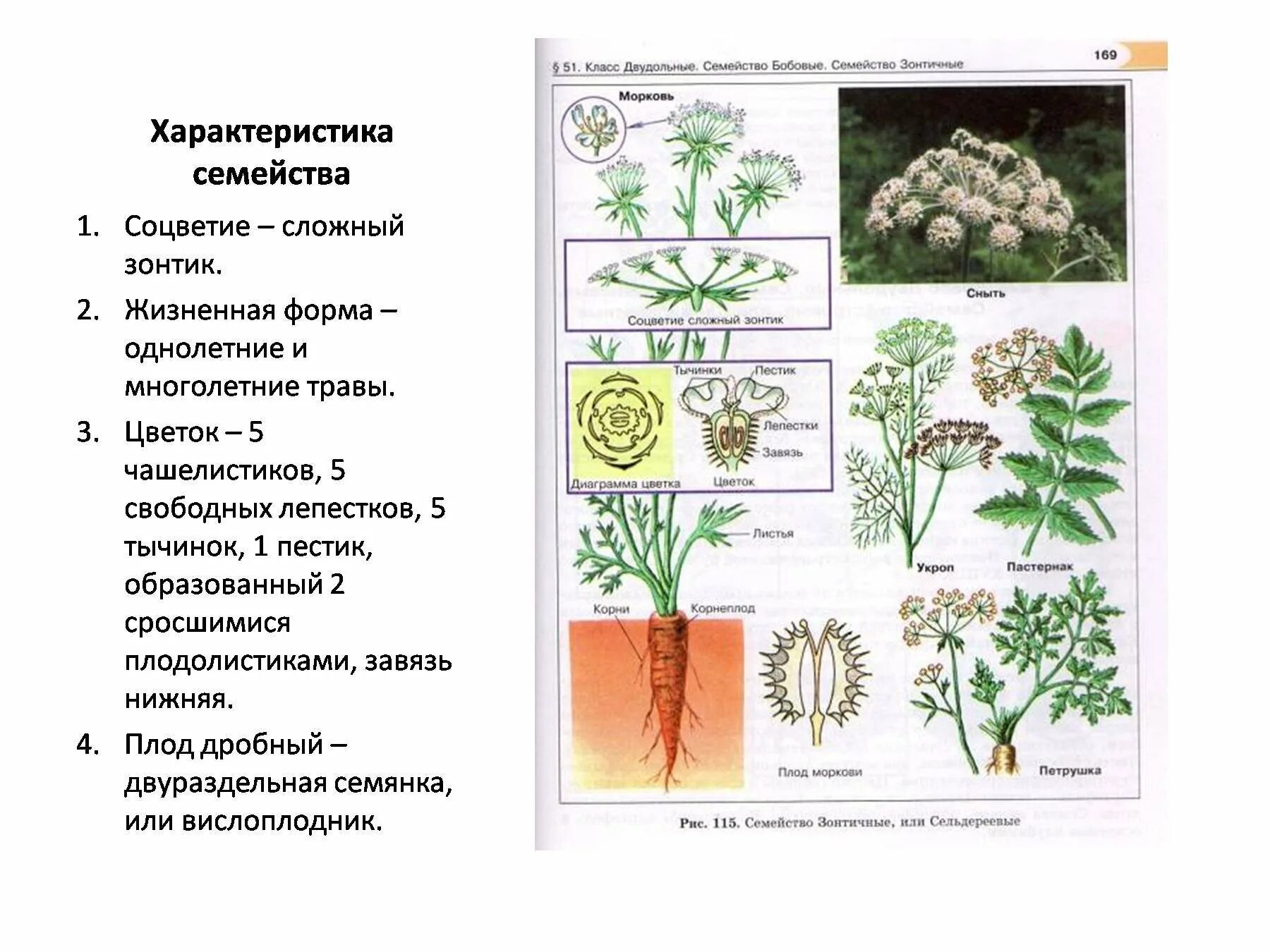 Семейство зонтичные представители. Трава семейства зонтичных. Сельдерейные зонтичные. Сельдерейные (зонтичные) плод.