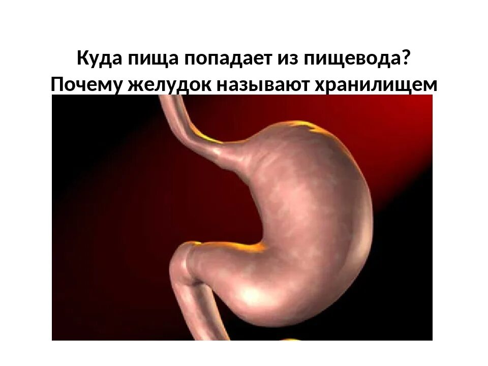Пища в желудке человека находится. Куда попадает пища из пищевода. из пищевода пища попадает в. как еда попадает в желудок.