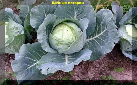 Осенние сорта капусты