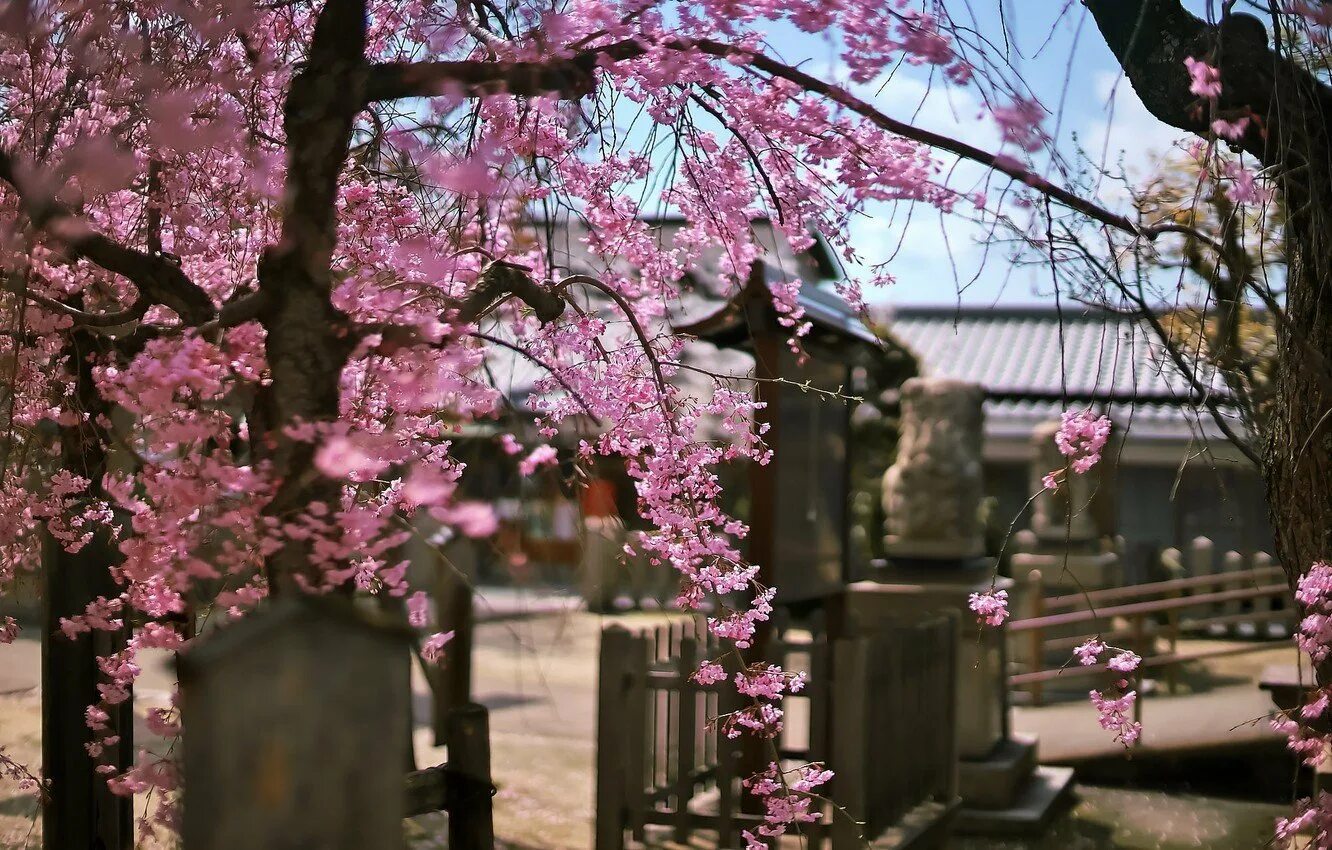 Сад цветущей сакуры. Цветение Сакуры в Японии сады. Цветущая Сакура в Японии сад. Япония дерево Сакура. Сакура дерево цветение.