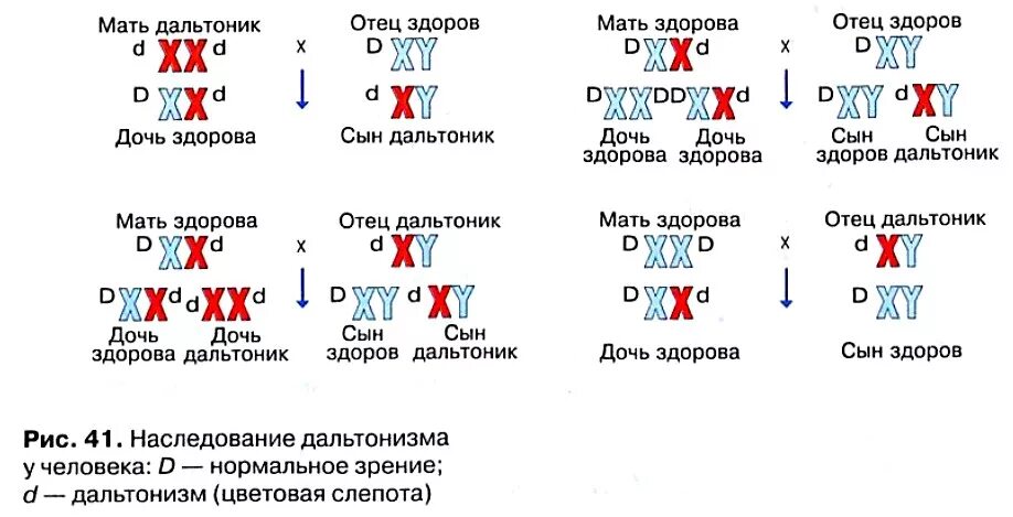 Девочка может страдать дальтонизмом если. Генетика пола и наследование сцепленное. Схема наследования дальтонизма. Сцепленное с полом наследование гемофилия. Дальтонизм наследование сцепленное с полом.